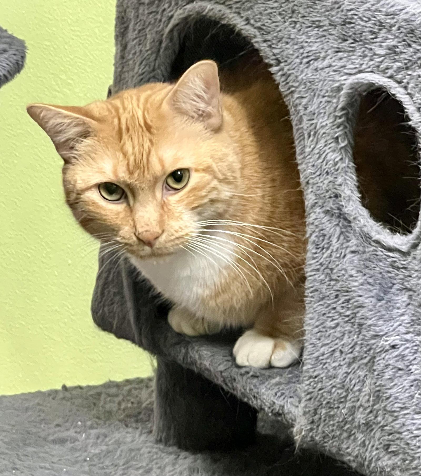 Chiva, Adoptable, Adult Male Tabby.