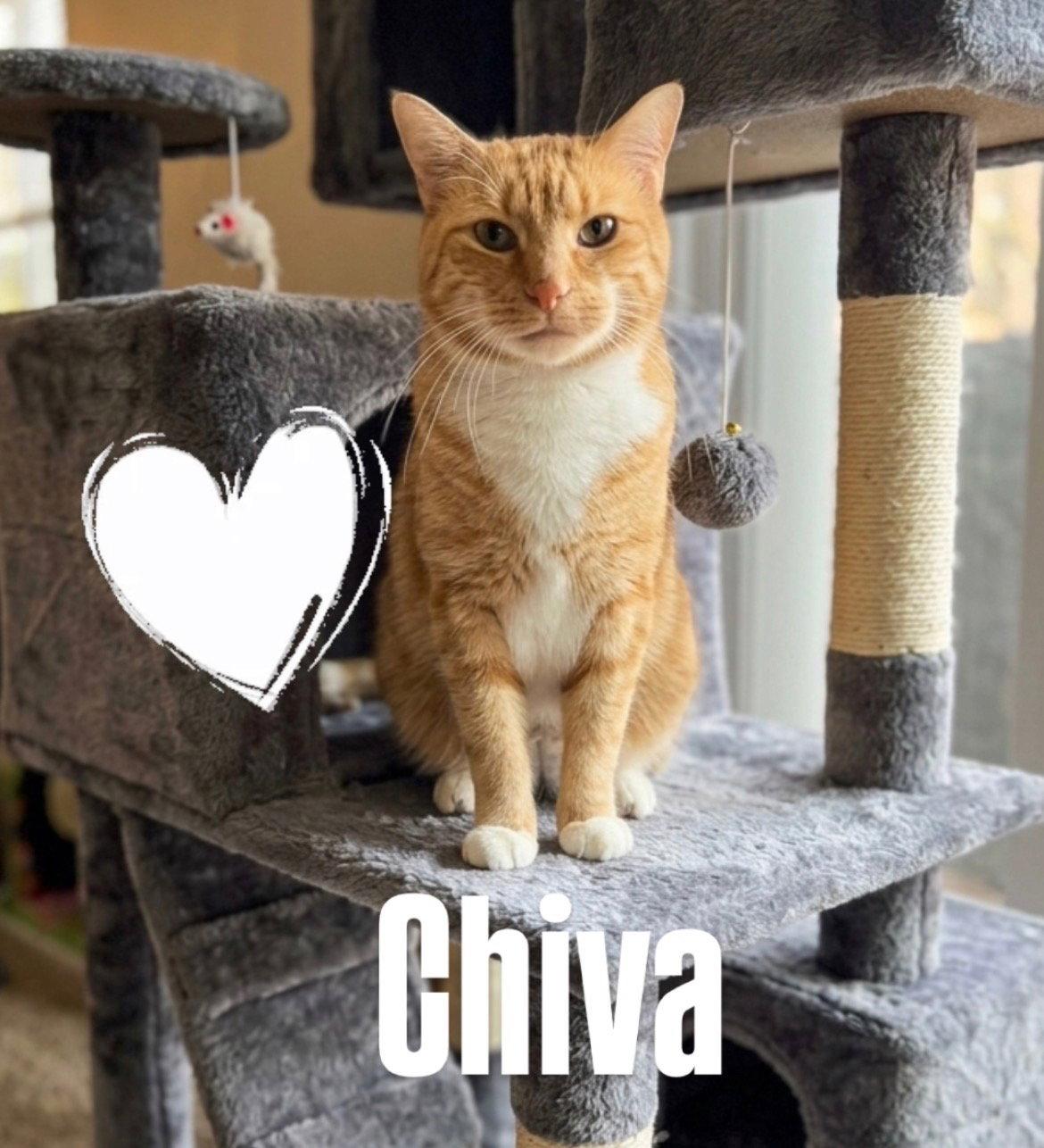 Enlarge Chiva, a Adoptable Tabby in Chandler, AZ image 2/3