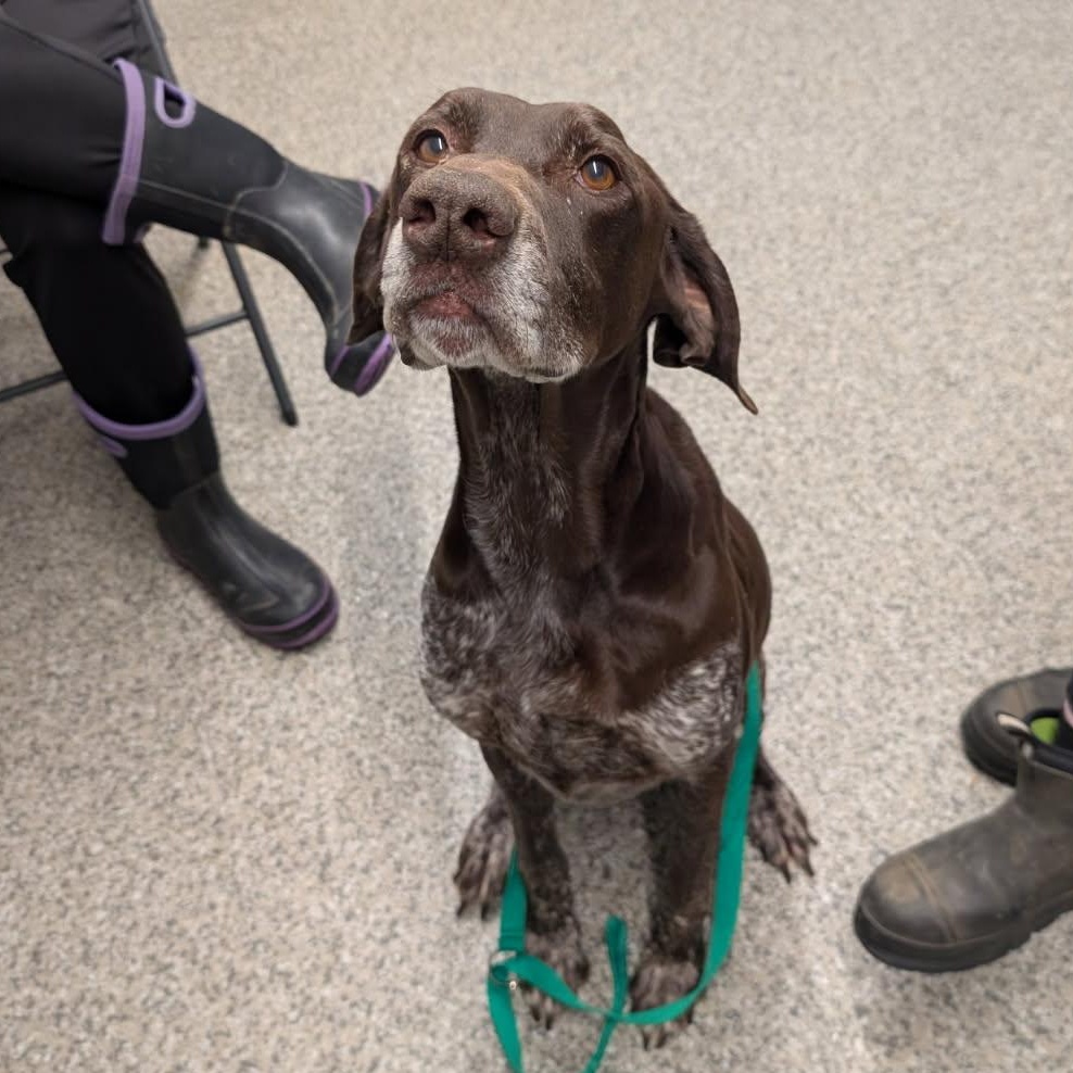 Enlarge Ross, a ADOPTABLE mixed breed in Harwinton, CT image 2/5