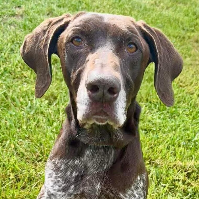 Ross, ADOPTABLE, Adult Male German Shorthaired Pointer & Pointer.