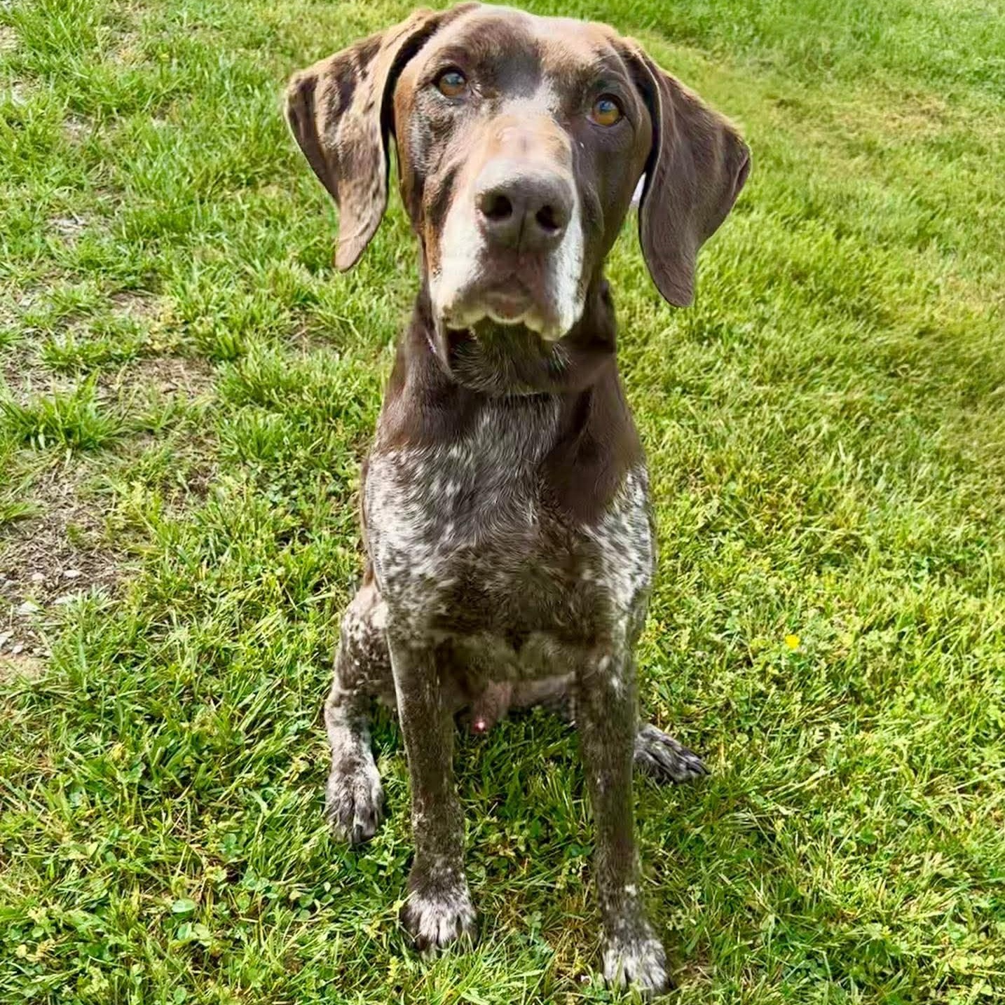 Enlarge Ross, a ADOPTABLE mixed breed in Harwinton, CT image 4/5