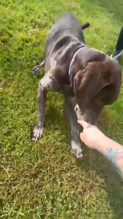 Enlarge Ross, a ADOPTABLE mixed breed in Harwinton, CT video 5/5