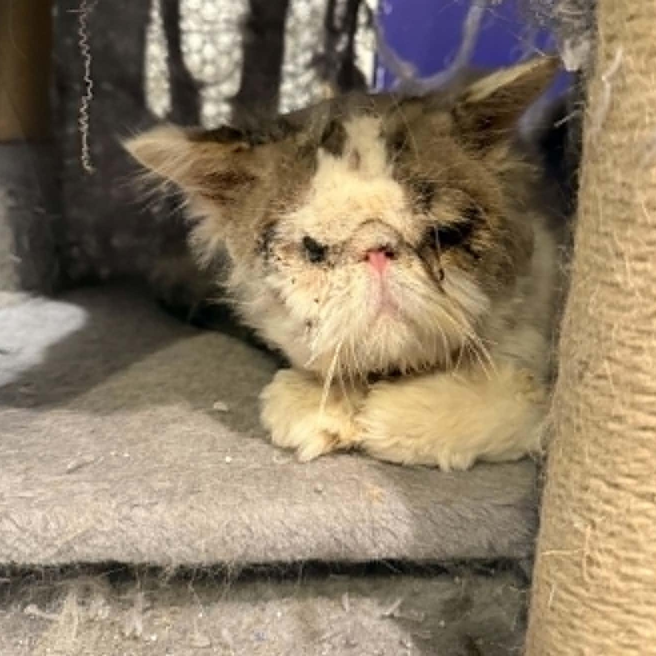 Ewok, an adopted mixed breed in Antioch, CA image 5/5