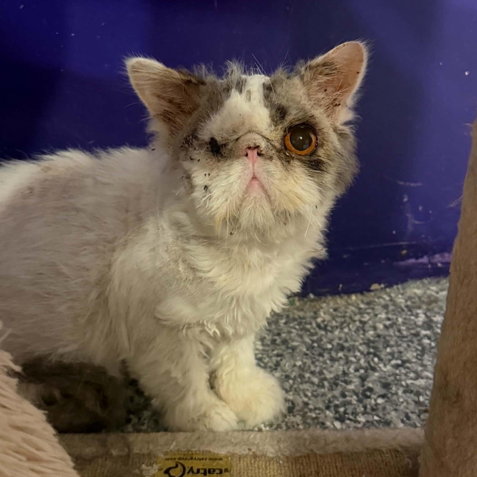 Ewok, adopted, Adult Male Persian.