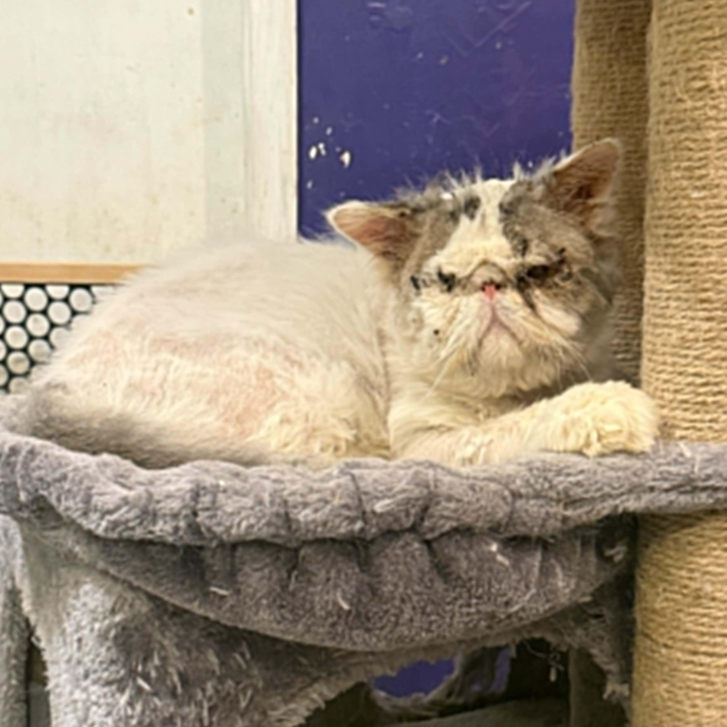 Ewok, an adopted mixed breed in Antioch, CA image 3/5