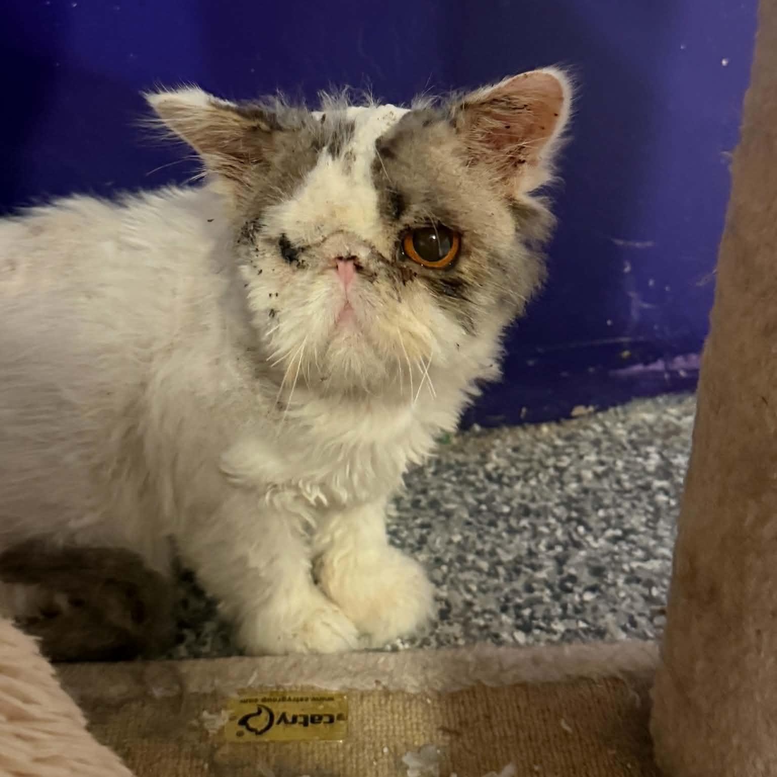 Ewok, an adopted mixed breed in Antioch, CA image 4/5