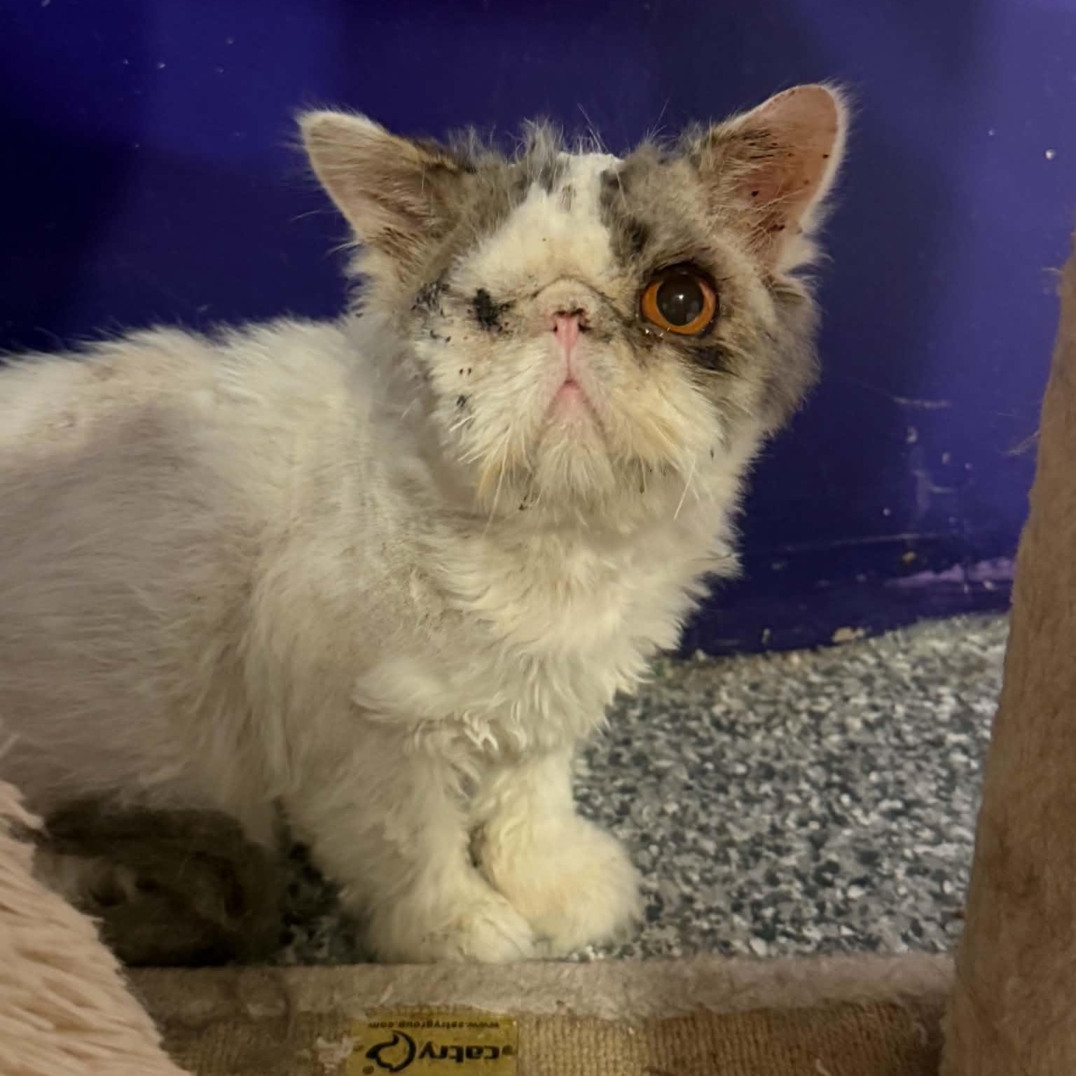 Ewok, an adopted mixed breed in Antioch, CA image 2/5