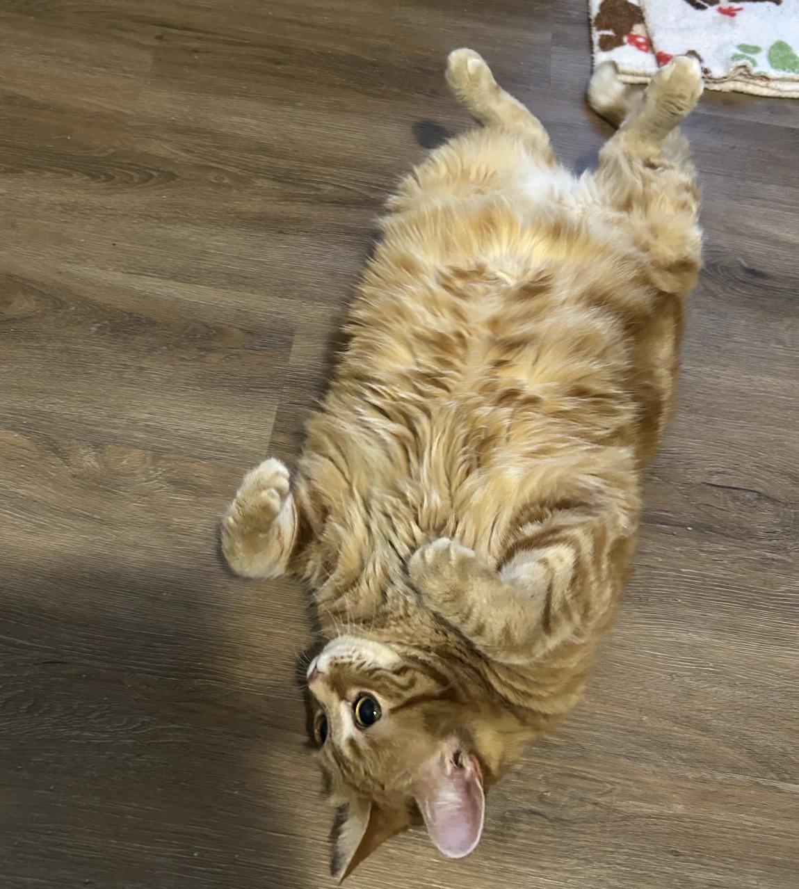 Enlarge Molly, a ADOPTABLE Domestic Short Hair in Maineville, OH image 3/5