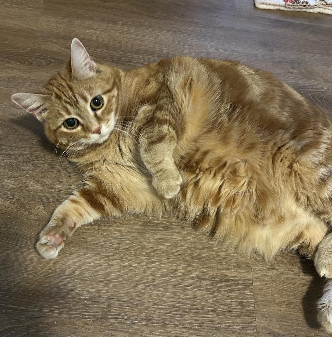 Enlarge Molly, a ADOPTABLE Domestic Short Hair in Maineville, OH image 2/5