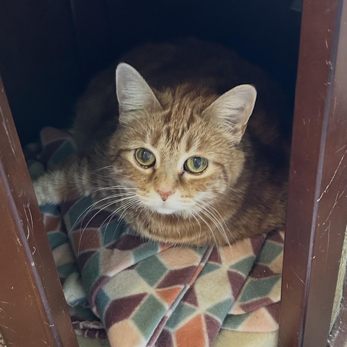 Enlarge Molly, a ADOPTABLE Domestic Short Hair in Maineville, OH image 5/5