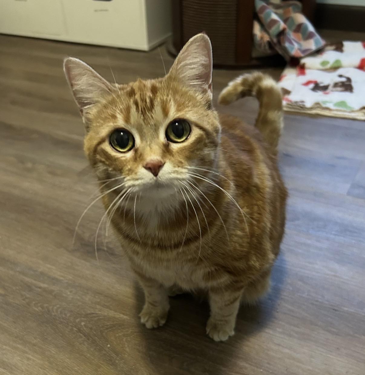 Molly, ADOPTABLE, Senior Female Domestic Short Hair.