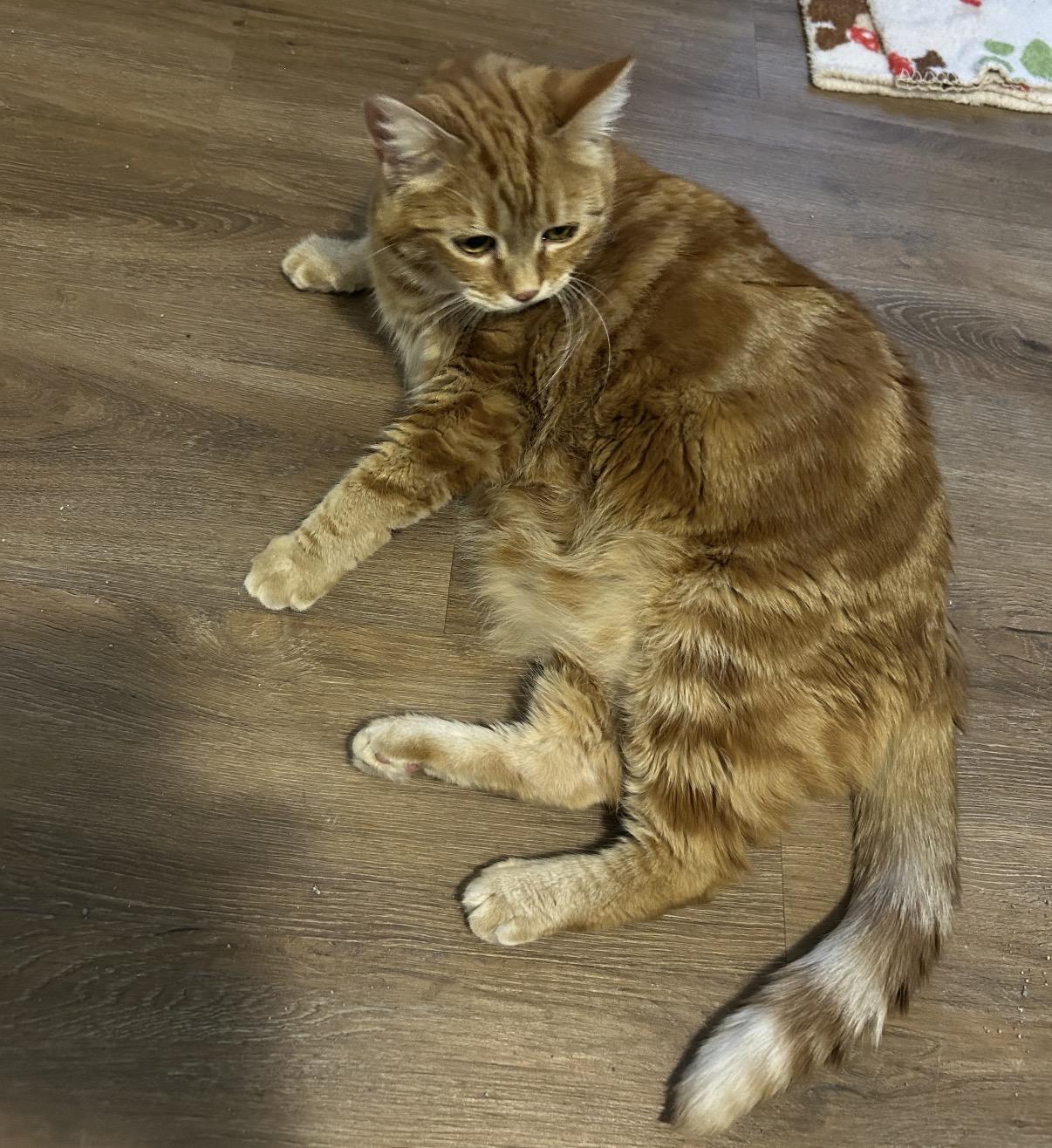 Enlarge Molly, a ADOPTABLE Domestic Short Hair in Maineville, OH image 4/5