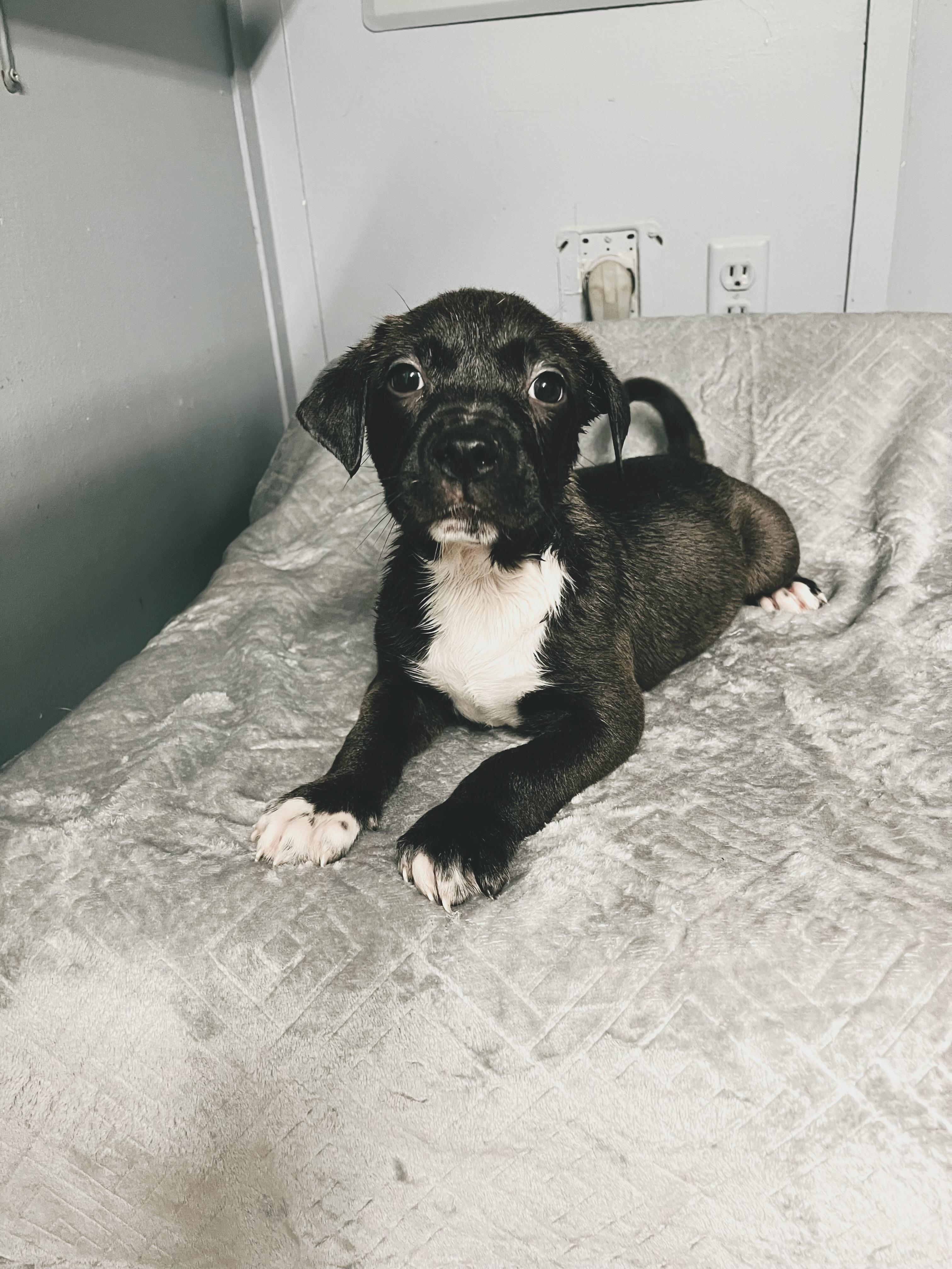 Halo, Adoptable, Puppy Female American Staffordshire Terrier.