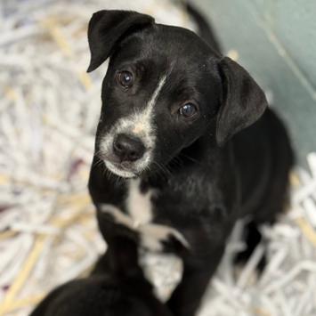 NY Miley (Foster in Patterson NY), Adoptable, Puppy Female Black Labrador Retriever & Mixed Breed.