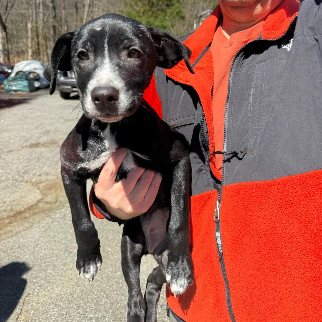 Enlarge NY Miley (Foster in Patterson NY), a Adoptable mixed breed in Stormville, NY image 2/3