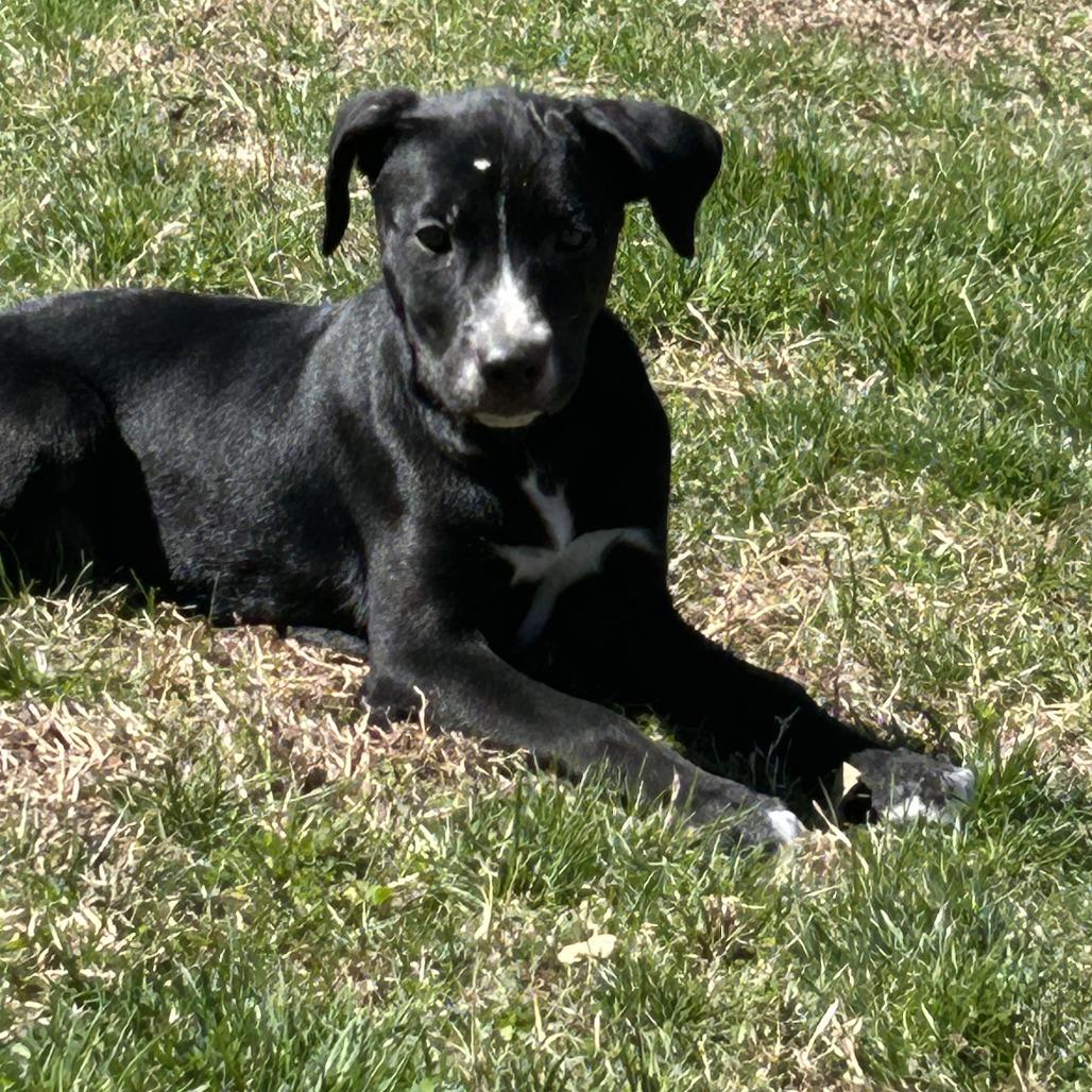 Enlarge NY Miley (Foster in Patterson NY), a Adoptable mixed breed in Stormville, NY image 3/3