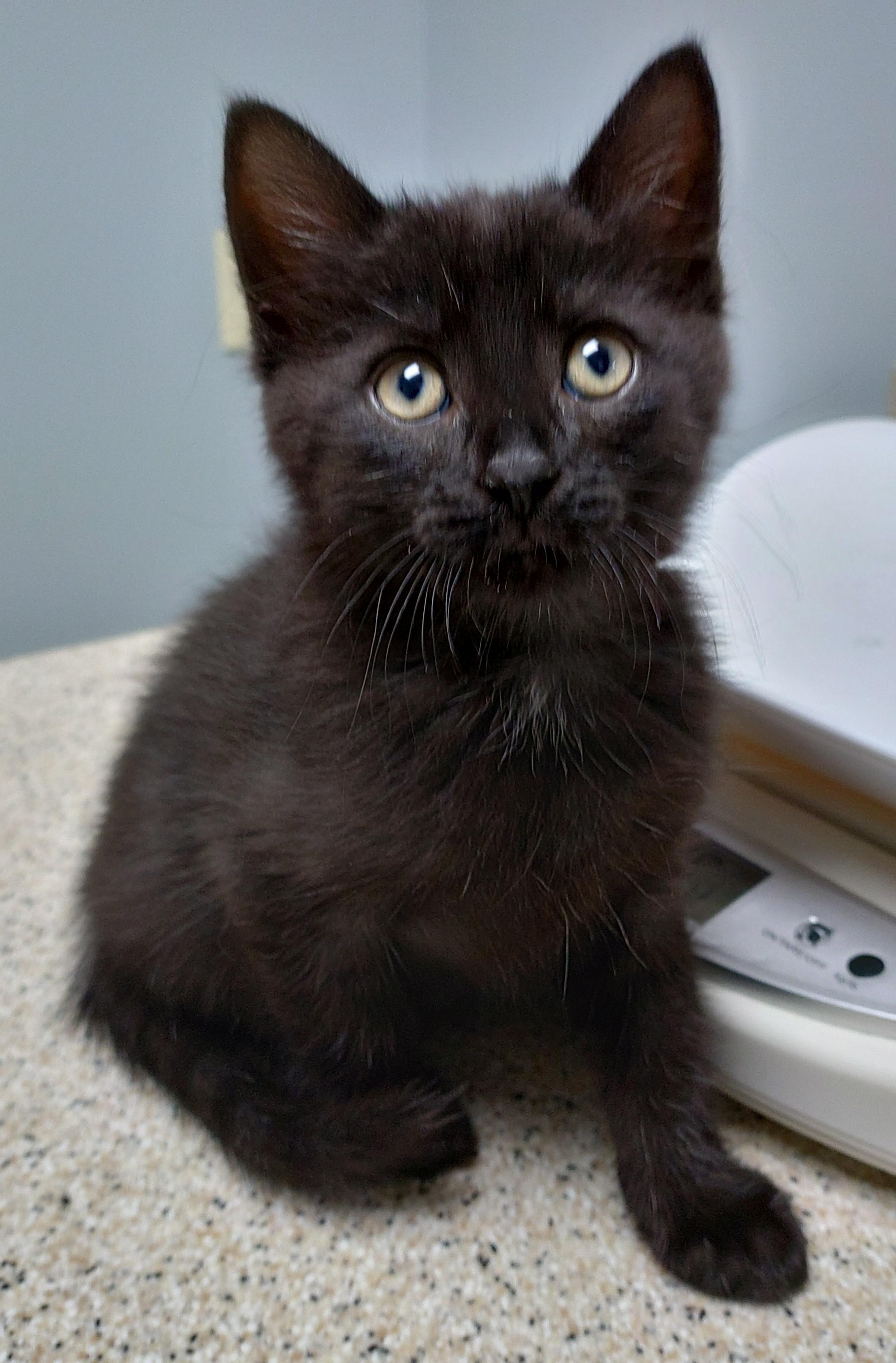 Enlarge Beans (JB2 Litter), an adopted mixed breed in Baltimore, MD image 2/2
