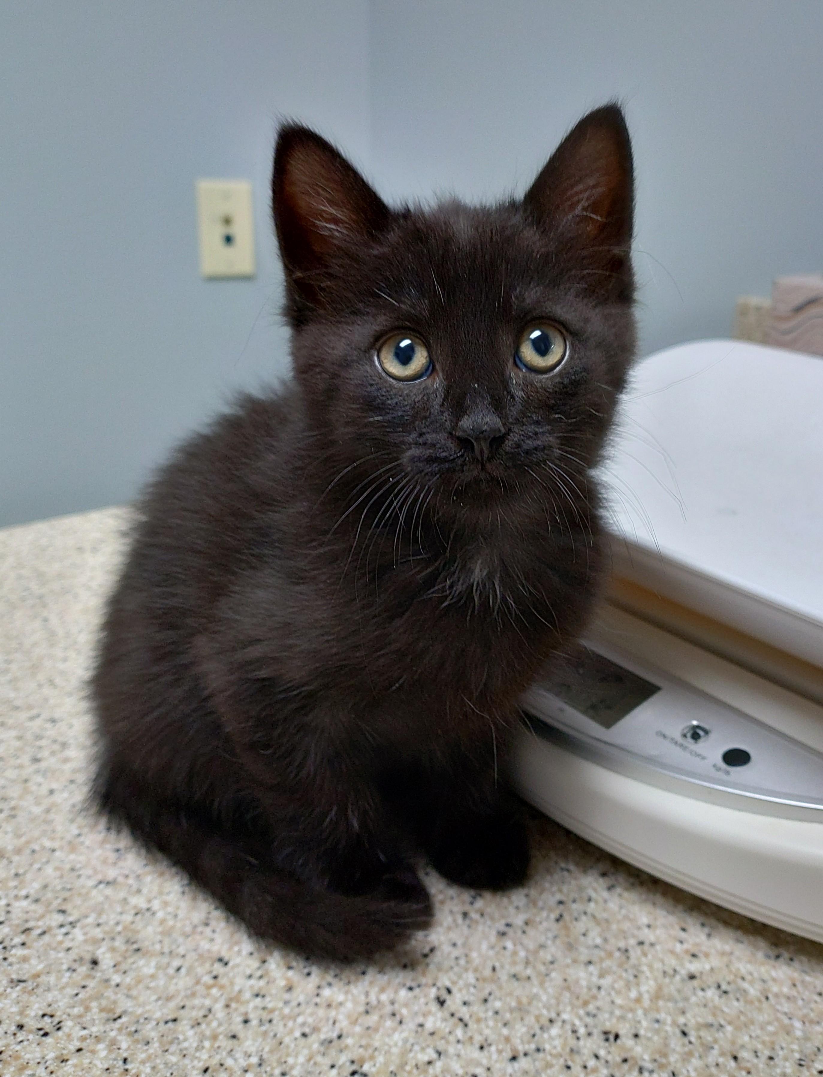 Beans (JB2 Litter), adopted, Young Male Domestic Long Hair.