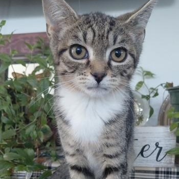 Greyson, ADOPTABLE, Kitten Male Domestic Short Hair.