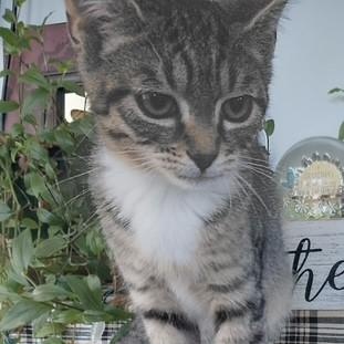 Enlarge Greyson, a ADOPTABLE Domestic Short Hair in west Warwick, RI image 2/2