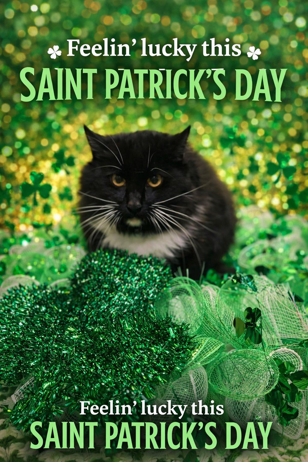 Enlarge Oliver, an adopted Domestic Long Hair in thomson, GA image 1/1