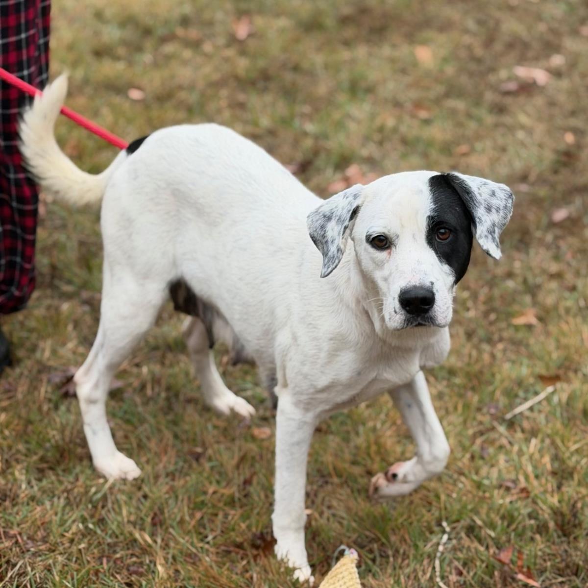 Enlarge Rainbow, a Adoptable Labrador Retriever in Locust Fork, AL image 1/3