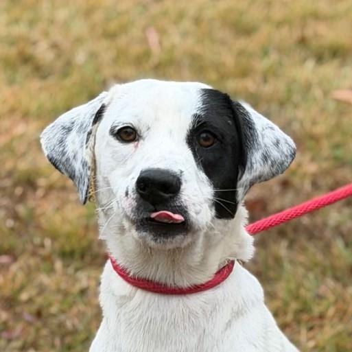 Enlarge Rainbow, a Adoptable Labrador Retriever in Locust Fork, AL image 2/3