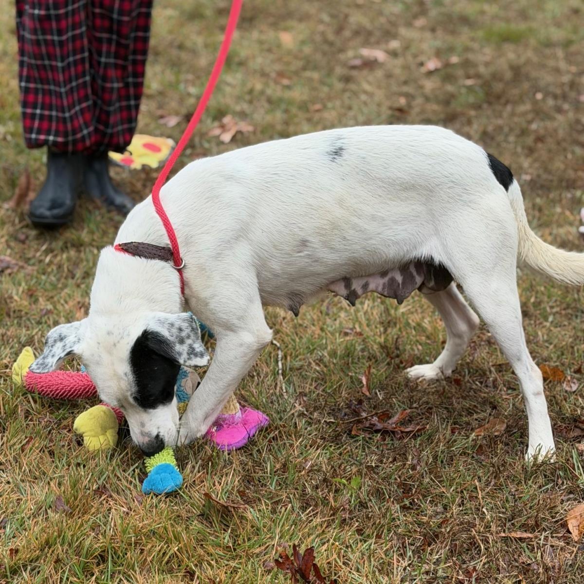 Enlarge Rainbow, a Adoptable Labrador Retriever in Locust Fork, AL image 3/3