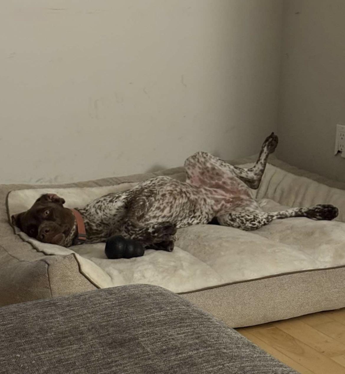 Enlarge Nova, an adoptable German Shorthaired Pointer in Terra Cotta, ON image 5/6
