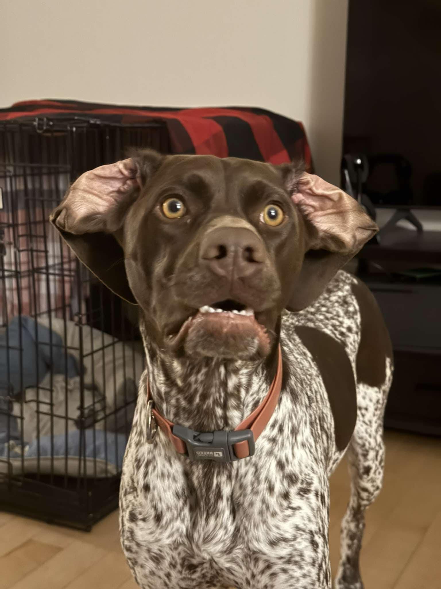 Enlarge Nova, an adoptable German Shorthaired Pointer in Terra Cotta, ON image 3/6