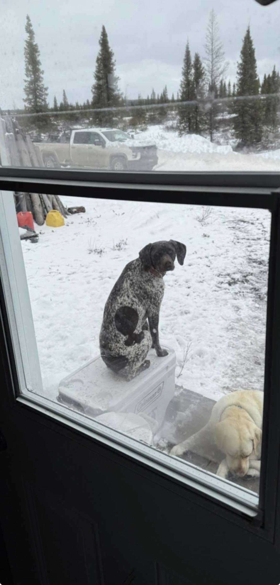 Enlarge Nova, an adoptable German Shorthaired Pointer in Terra Cotta, ON image 4/6