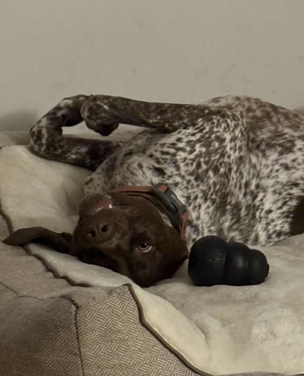 Enlarge Nova, an adoptable German Shorthaired Pointer in Terra Cotta, ON image 2/6