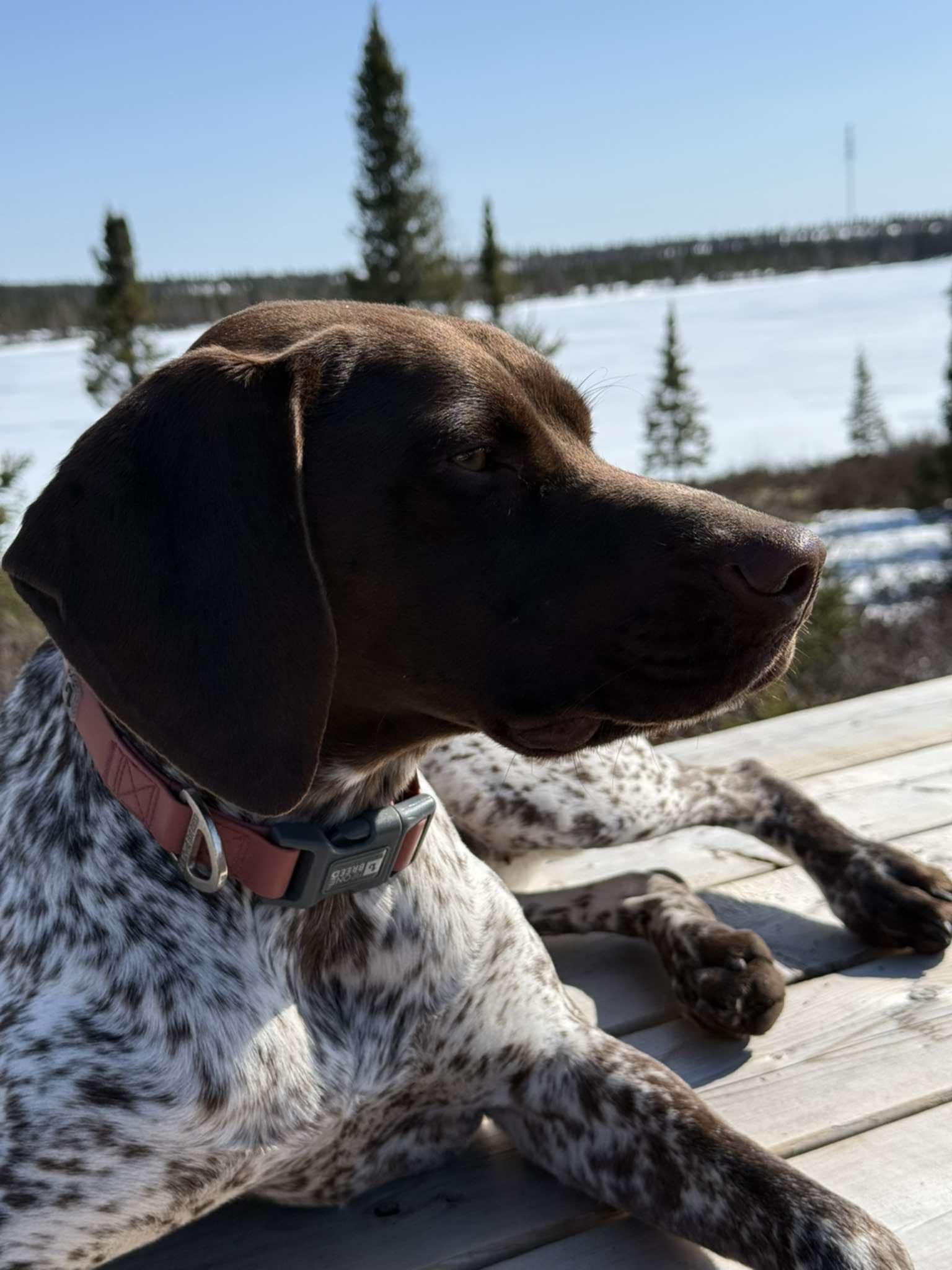 Nova, adoptable, Young Female German Shorthaired Pointer.