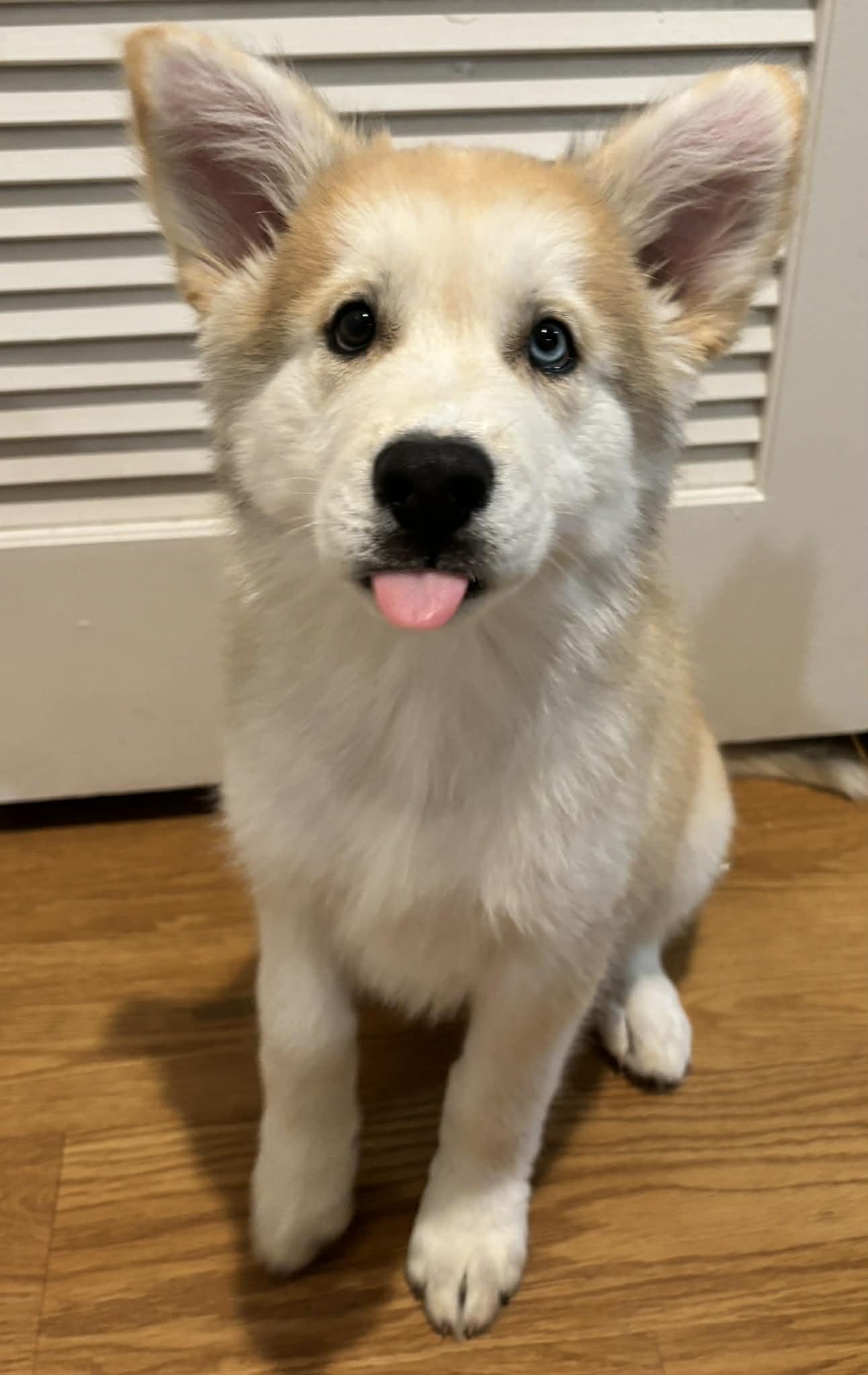 Enlarge Cashew, an adopted mixed breed in Reseda, CA image 6/6