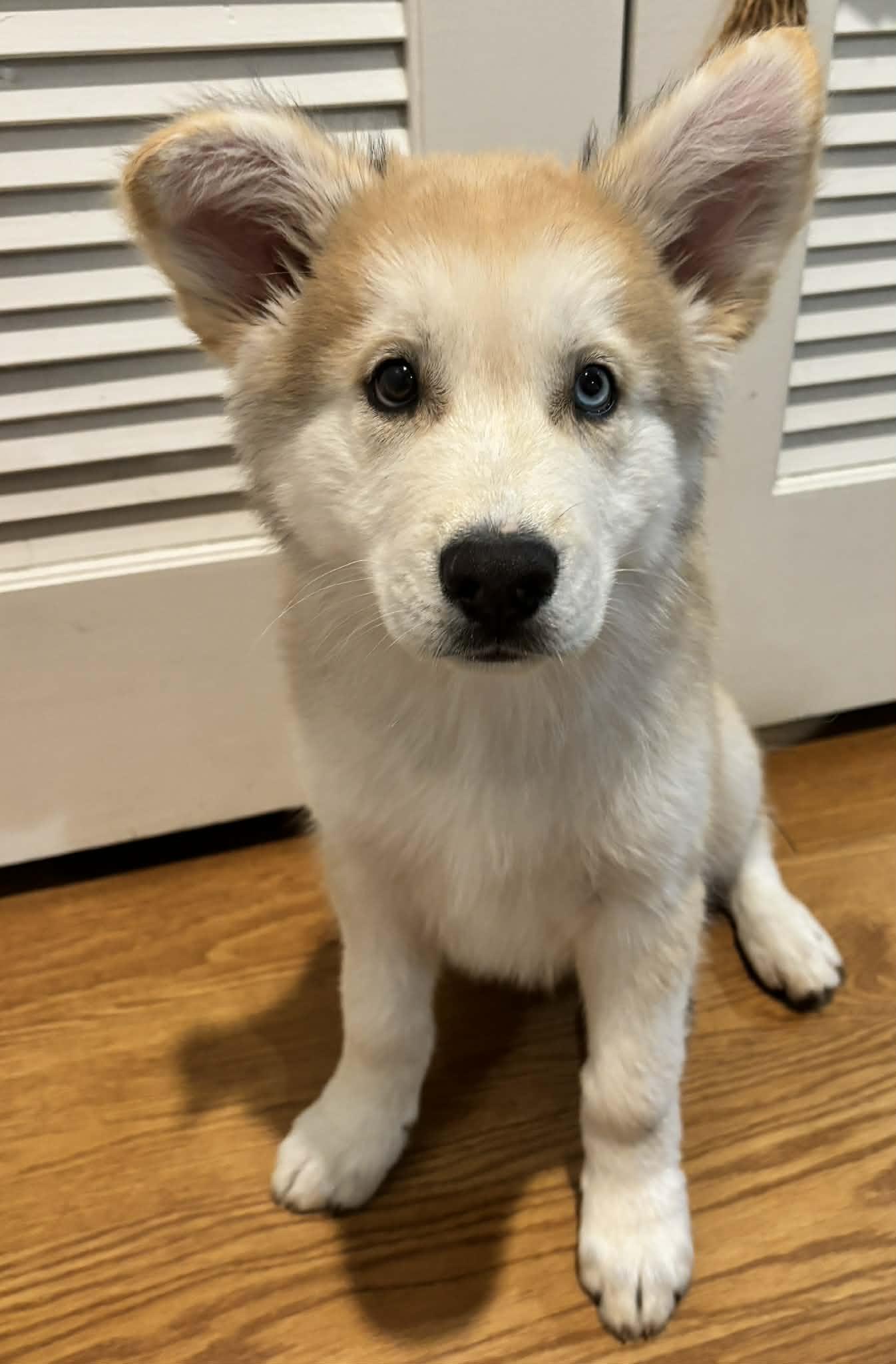 Enlarge Cashew, an adopted mixed breed in Reseda, CA image 5/6