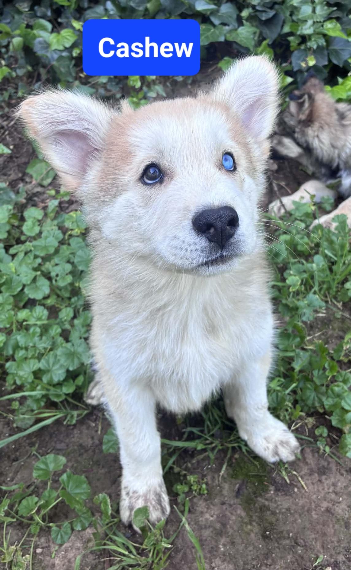 Cashew, adopted, Puppy Male Shepherd.