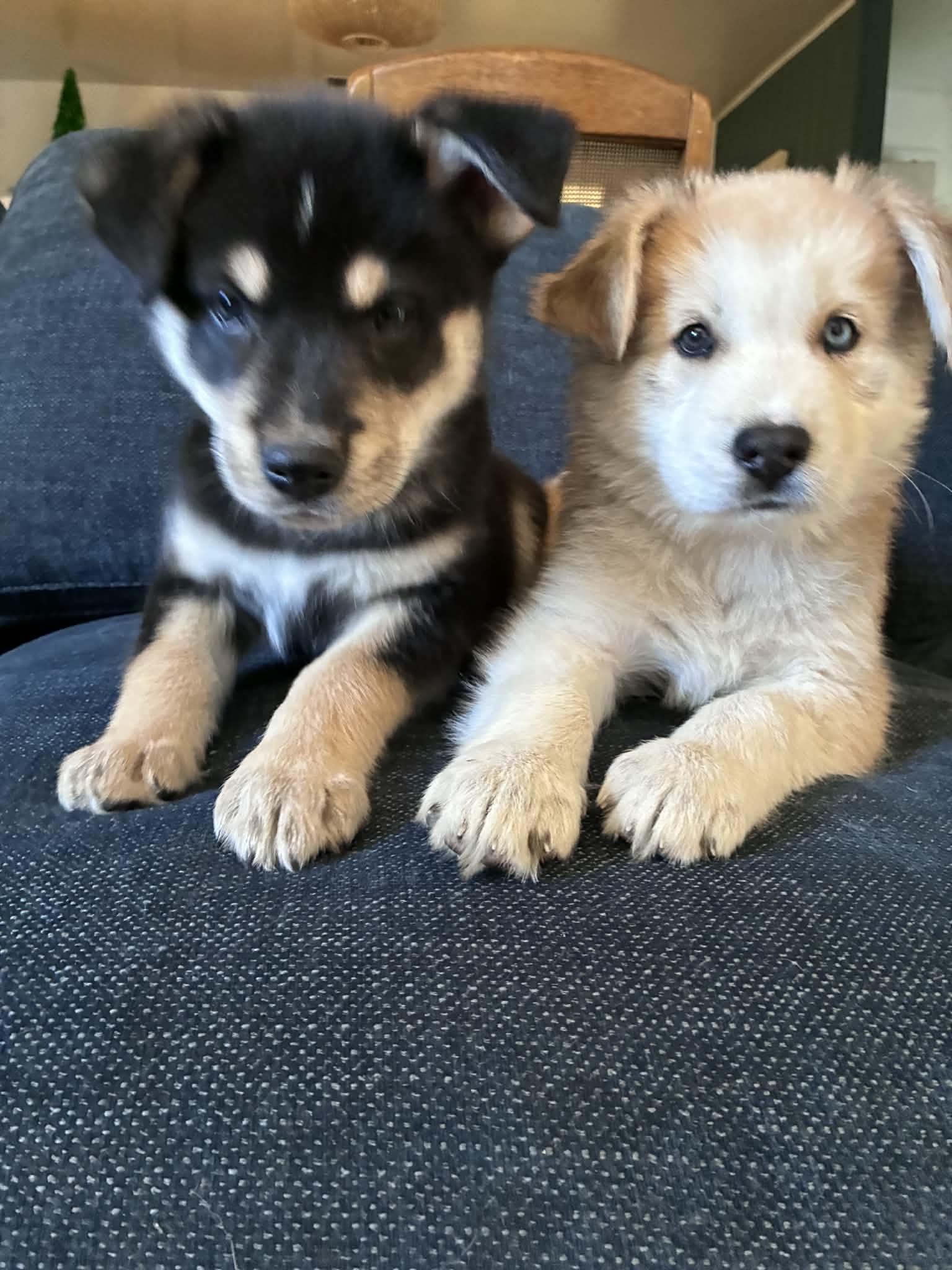 Enlarge Cashew, an adopted mixed breed in Reseda, CA image 3/6