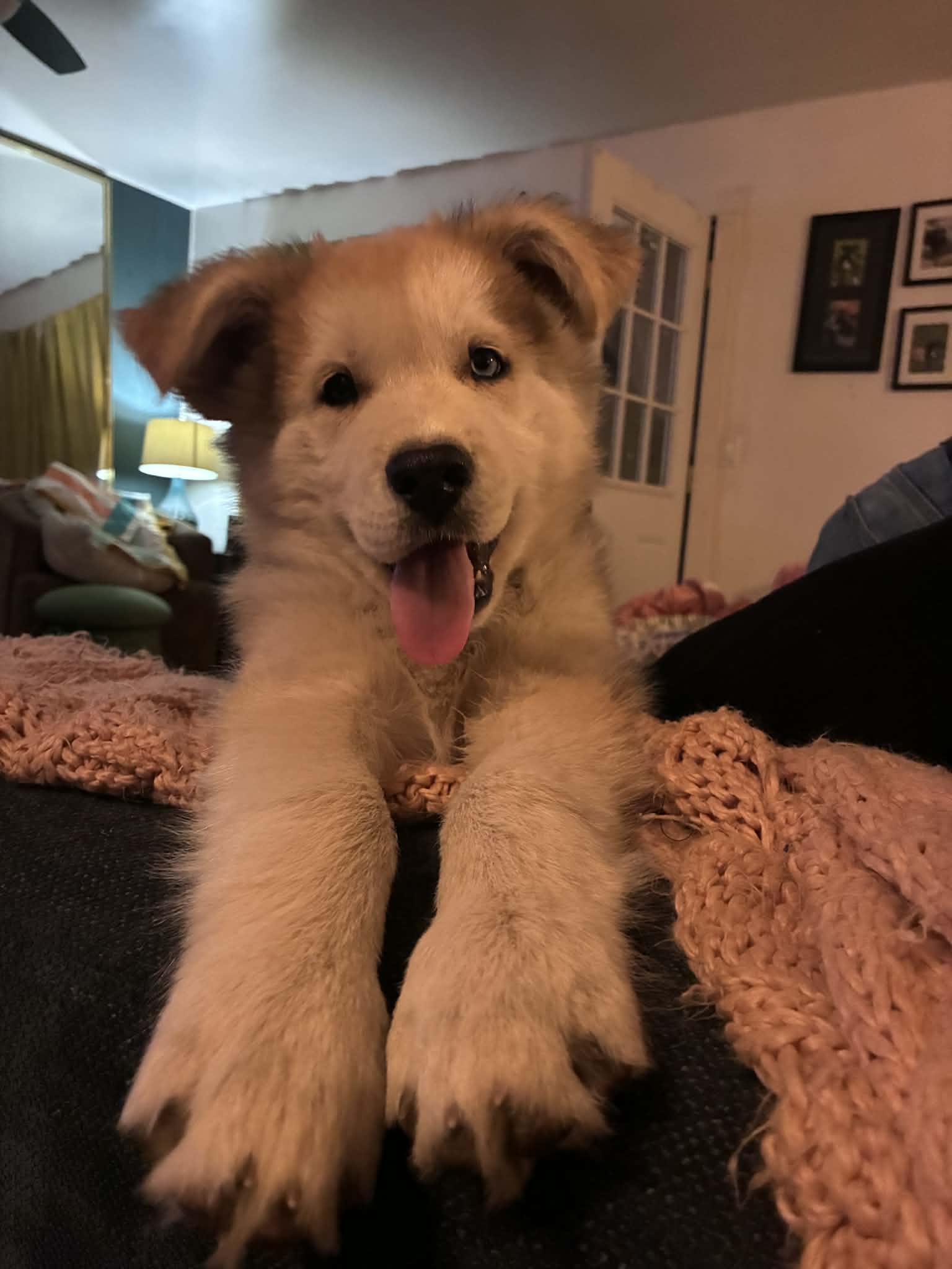 Enlarge Cashew, an adopted mixed breed in Reseda, CA image 4/6