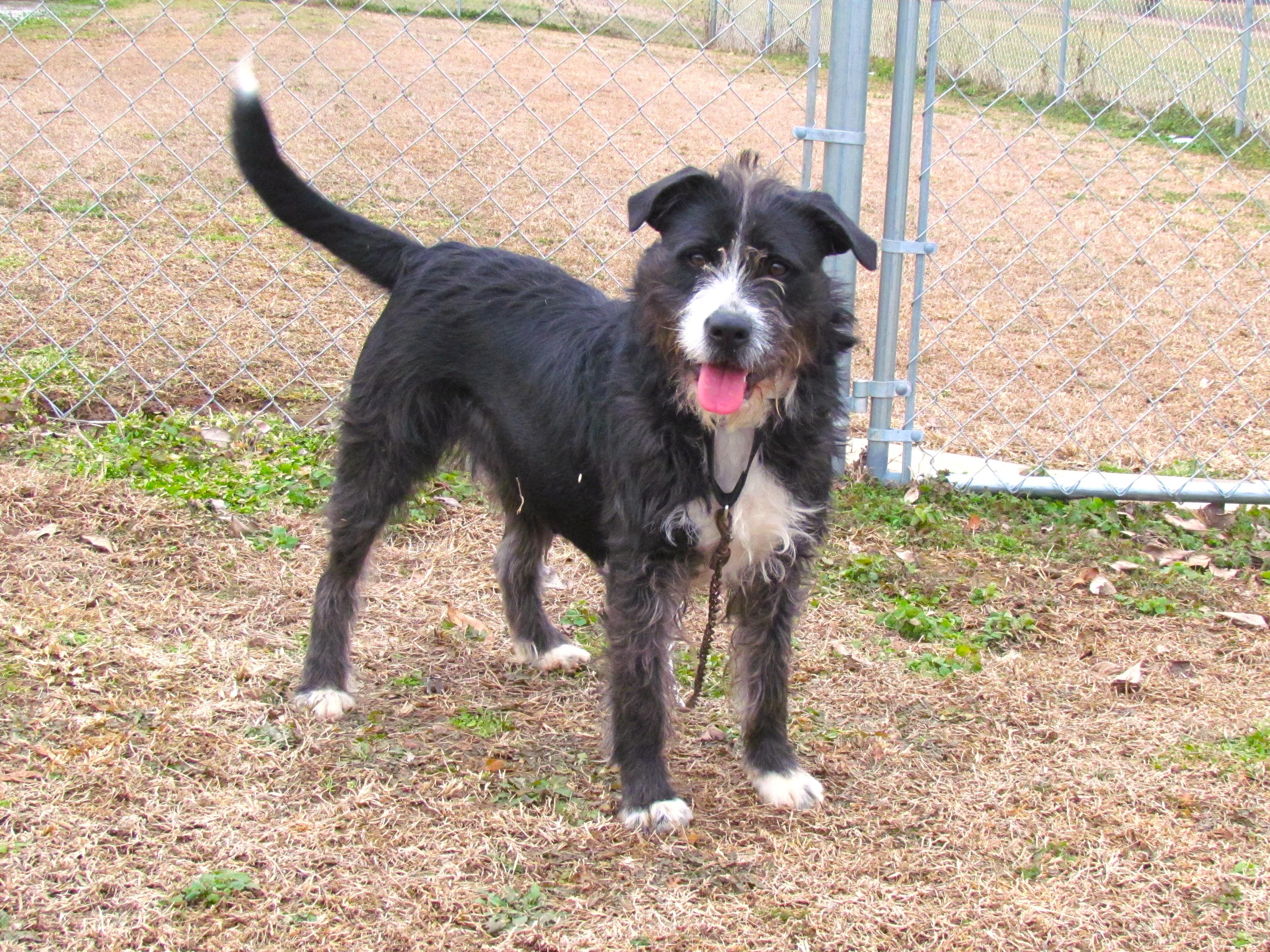 ROXANNE, Adoptable, Young Female Labradoodle & Mixed Breed.