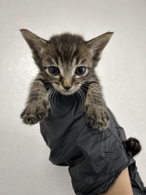 DANA, Adoptable, Kitten Female Domestic Short Hair.