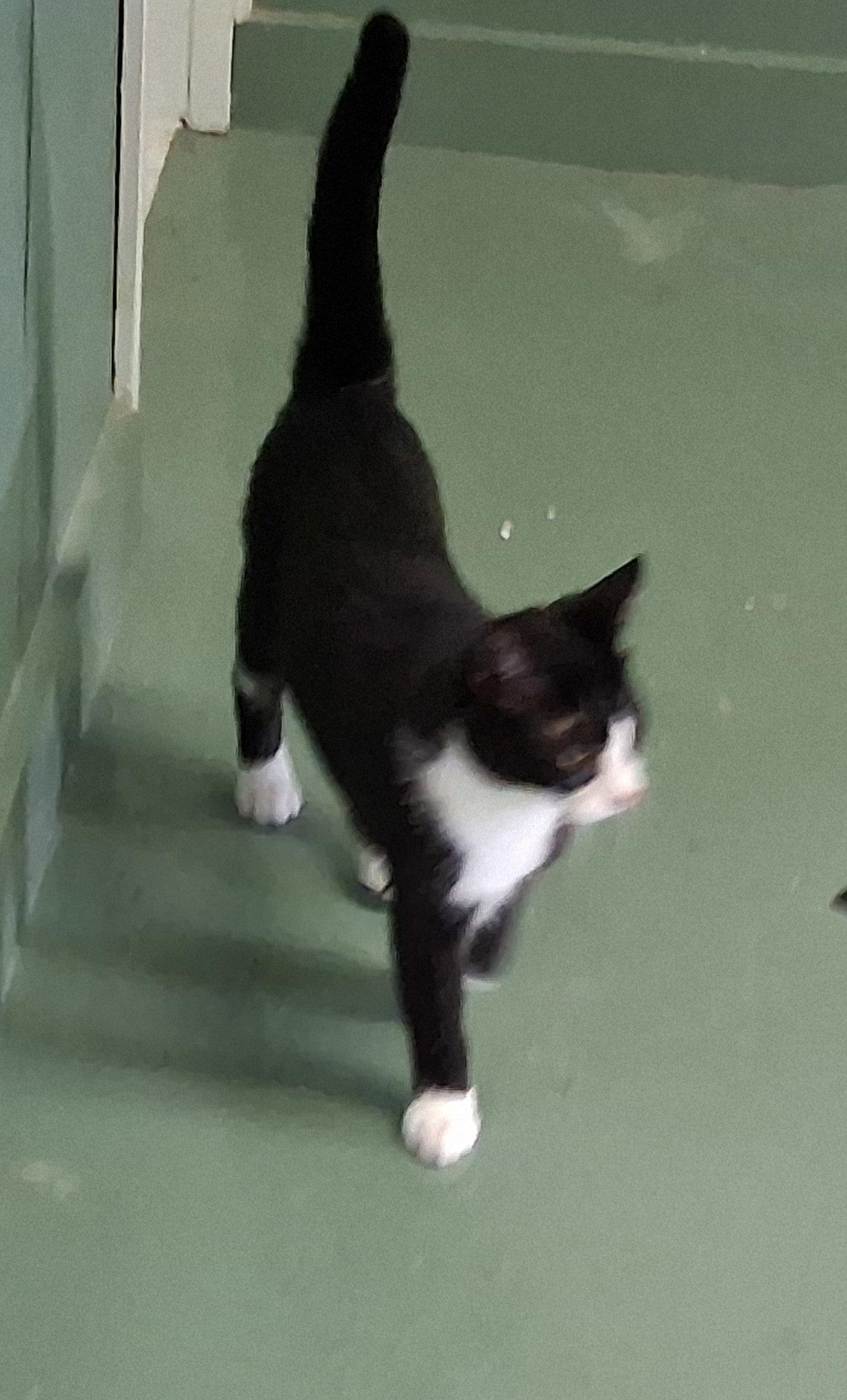 Sherlock, Adoptable, Kitten Male Domestic Medium Hair.