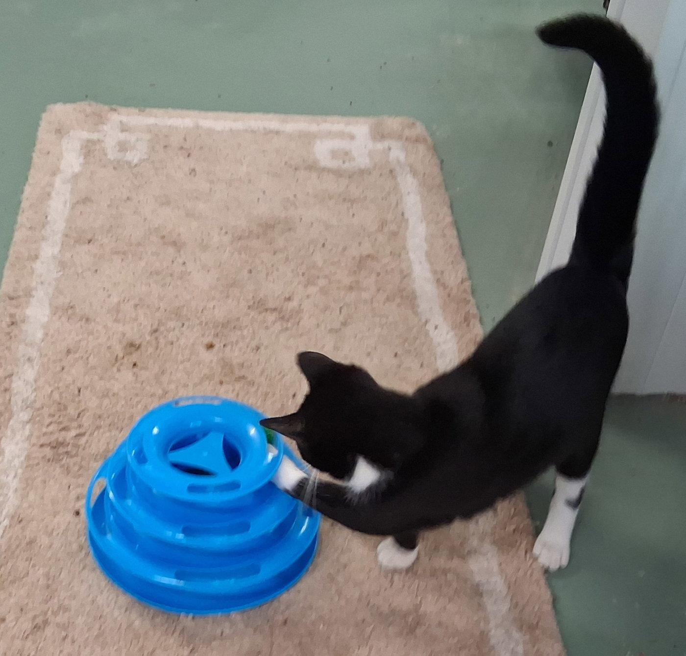 Enlarge Sherlock, a Adoptable Domestic Medium Hair in Mcconnelsville, OH image 2/3