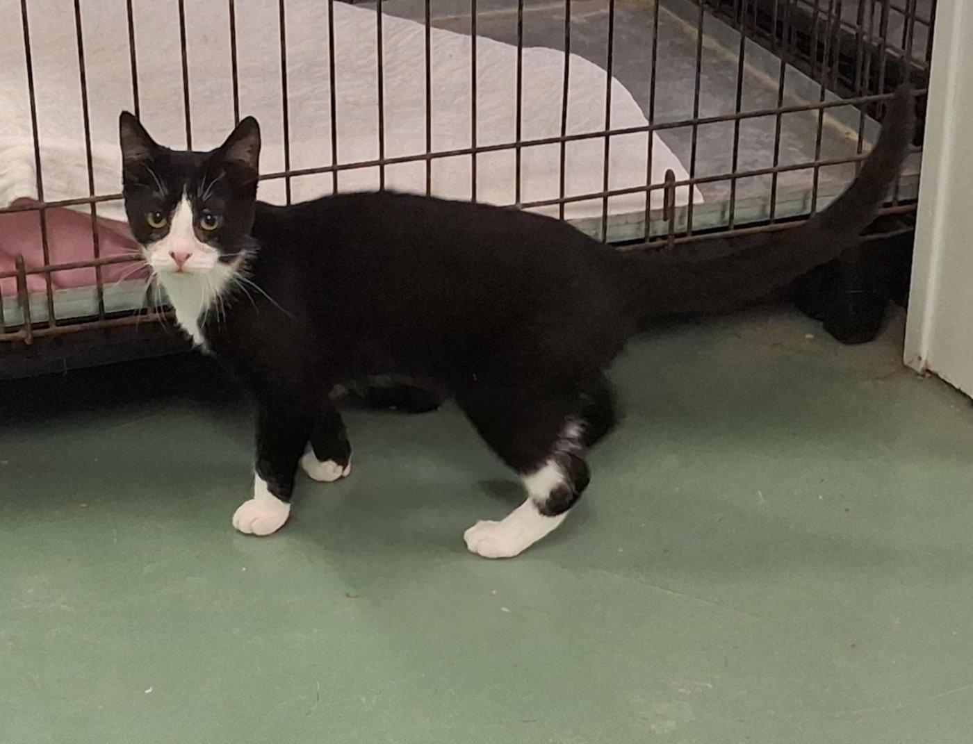 Enlarge Sherlock, a Adoptable Domestic Medium Hair in Mcconnelsville, OH image 3/3
