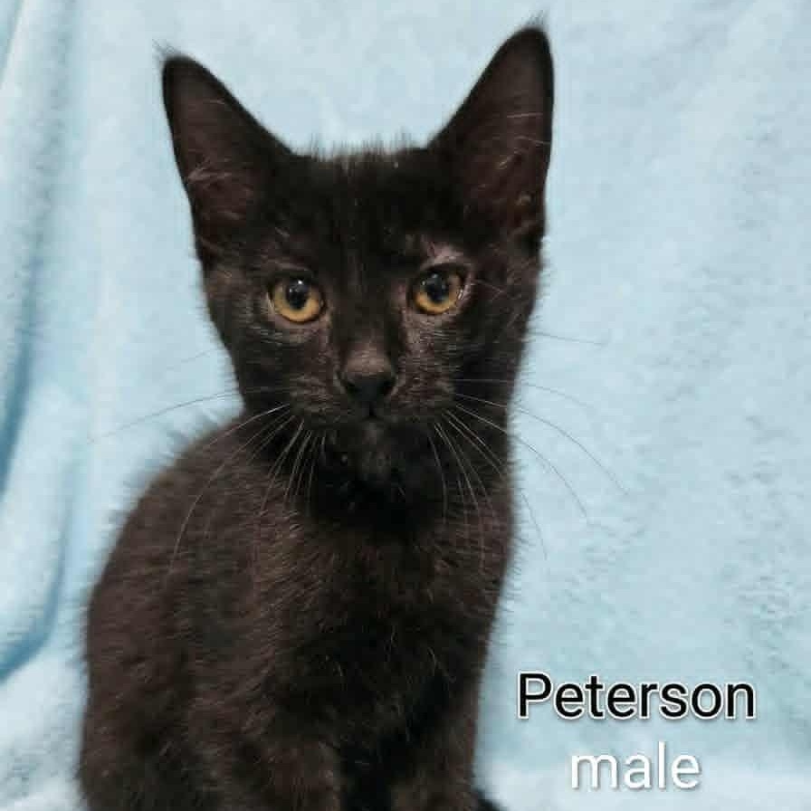 Peterson, a Adoptable mixed breed in Livonia, MI image 1/2