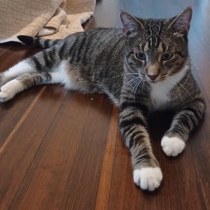 Lucy, Adoptable, Adult Female Domestic Short Hair & Domestic Short Hair.