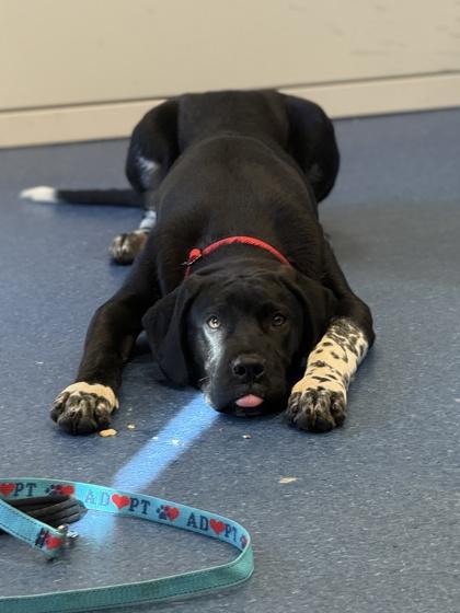 Derek, Adoptable, Young Male Great Dane & Mixed Breed.