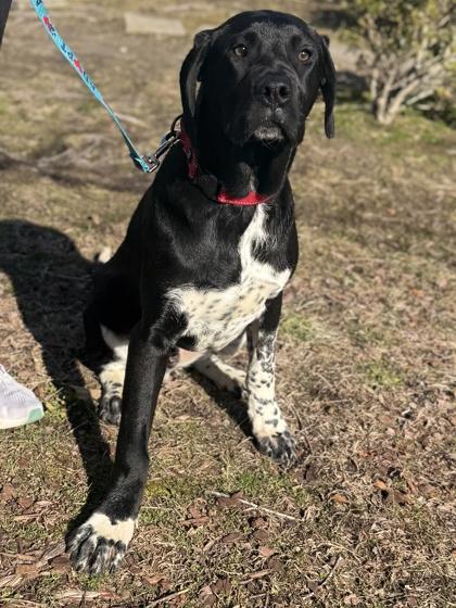 Enlarge Derek, a Adoptable mixed breed in King William, VA image 2/3
