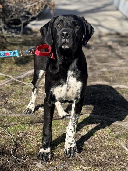 Enlarge Derek, a Adoptable mixed breed in King William, VA image 3/3
