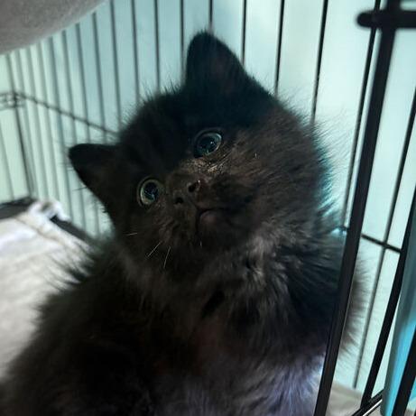 Hocus, Adoptable, Kitten Male Domestic Long Hair.