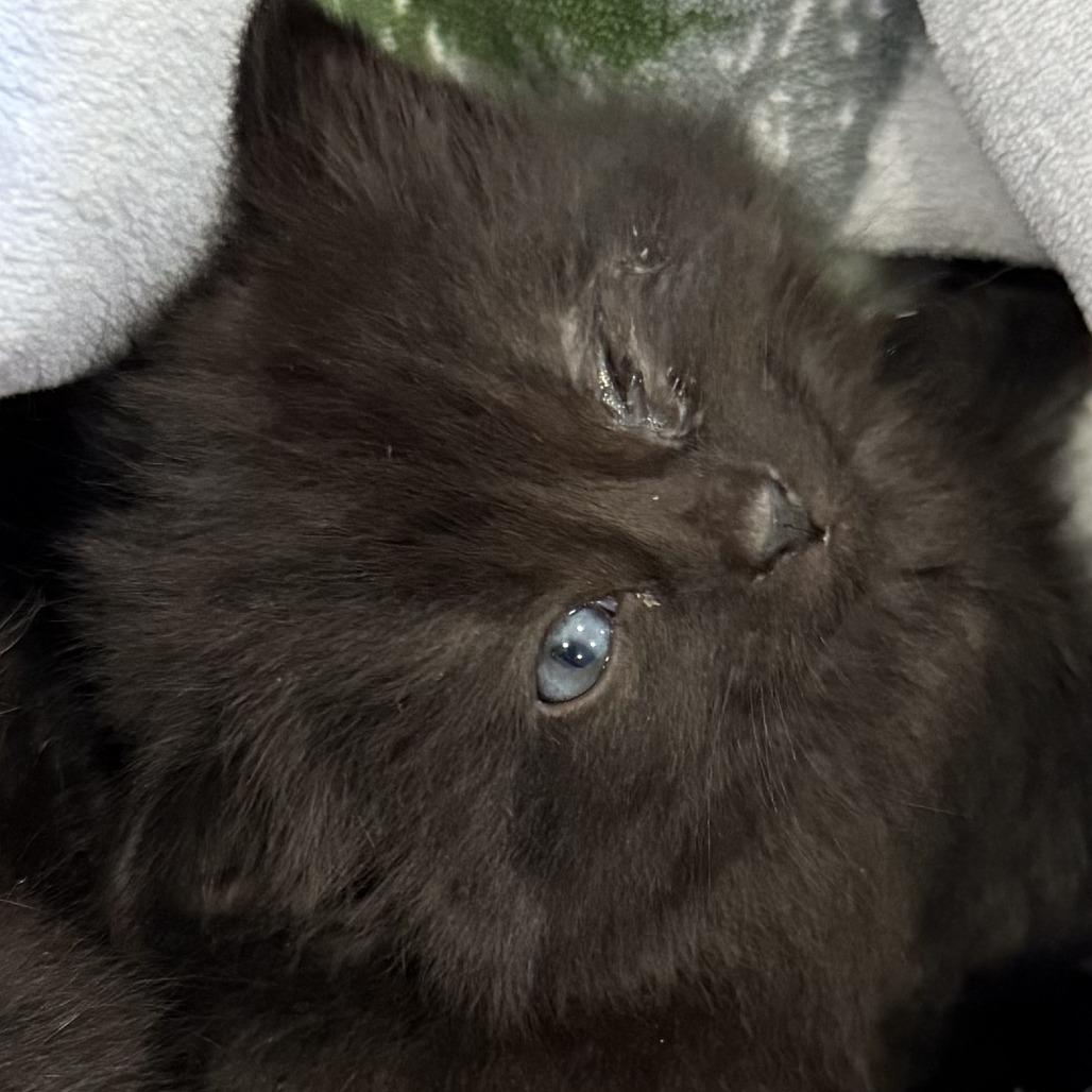 Hocus, Adoptable, Kitten Male Domestic Long Hair.